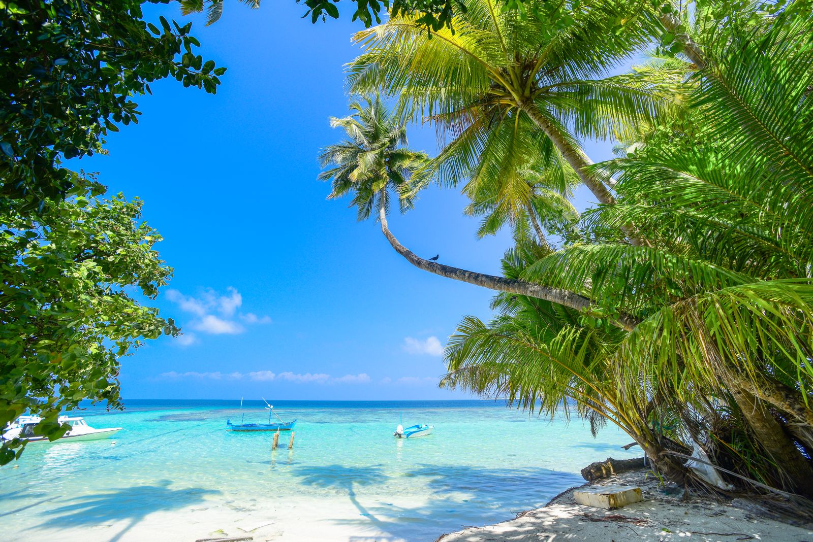 Palm-fringed white sand beach beside turquoise water